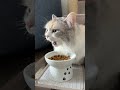 [ASMR]大晦日の朝|いい音をだしながらご飯を食べる猫 #猫 #cat #shorts