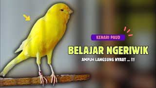 Download Lagu kenari gacor panjang buat pancingan kenari paud belajar bunyi agar NYAUT MP3