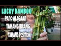 LUCKY BAMBOO: CARE TIPS, MEANING OF STALKS & IDEAL PLACE TO DISPLAY