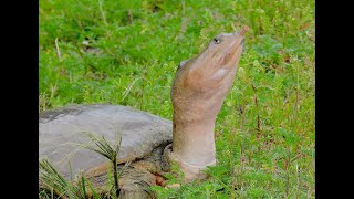 FLORIDA SOFT SHELL TURTLE