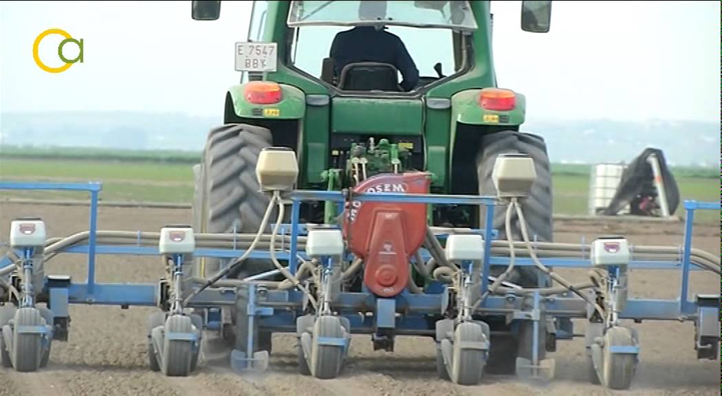 La siembra del algodón en el Bajo Guadalquivir