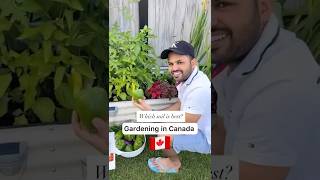 Best soil for gardening in Canada!
