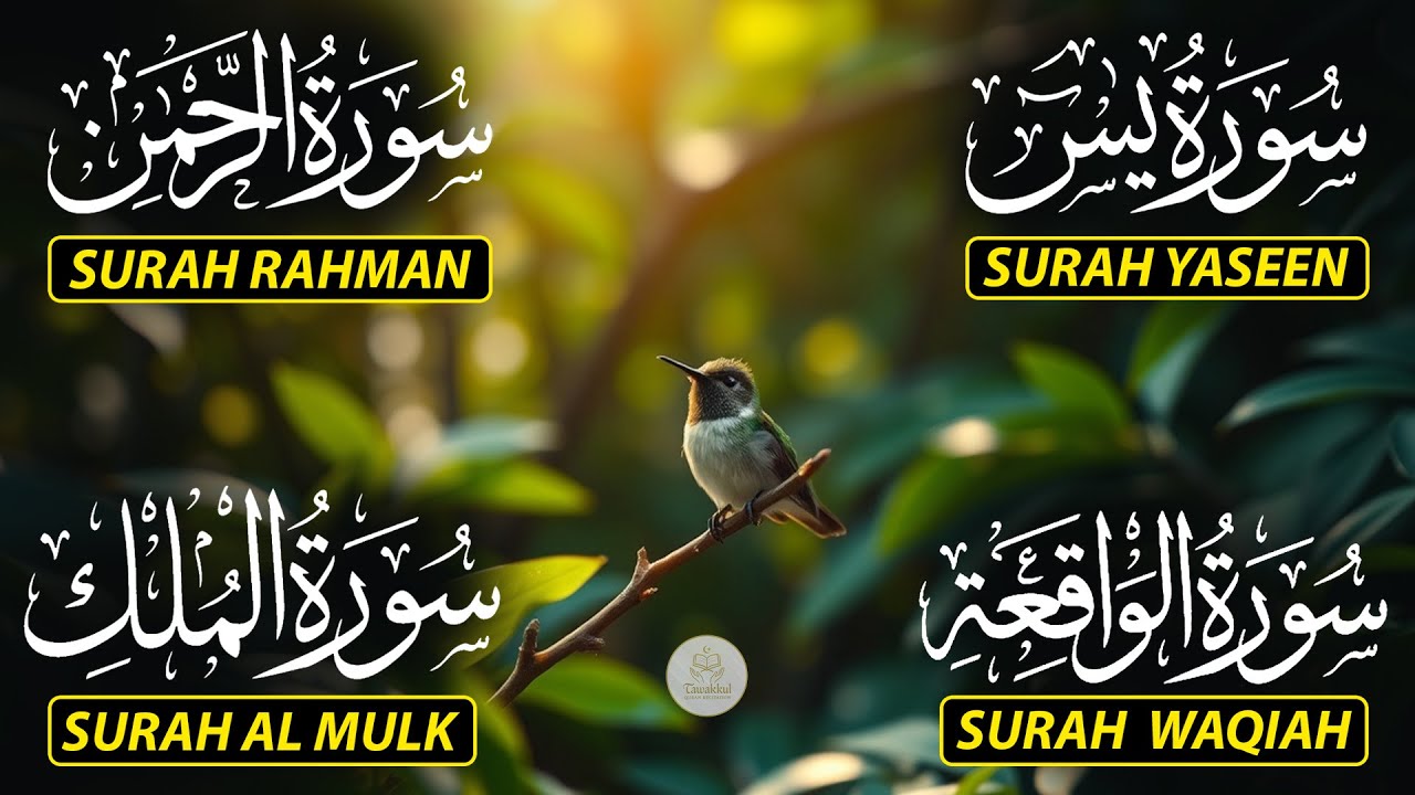 Beautiful Surah Yaseen (Yasin) | Surah Rahman | Surah Waqiah | Surah Mulk