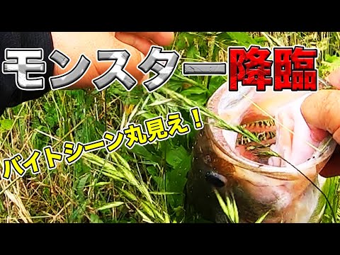【バス釣り】50upの釣り方は絞れた場所で状況が揃った時に降臨すると思った釣行動画の一部始終【インレット・流れ込み・ヨレ】【ギルロイド】【ビッグベイト】【バイトシーン】