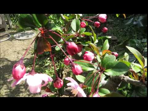 15 3 31 花海棠 ハナカイドウ 盆栽 Malus Halliana Bonsai Youtube