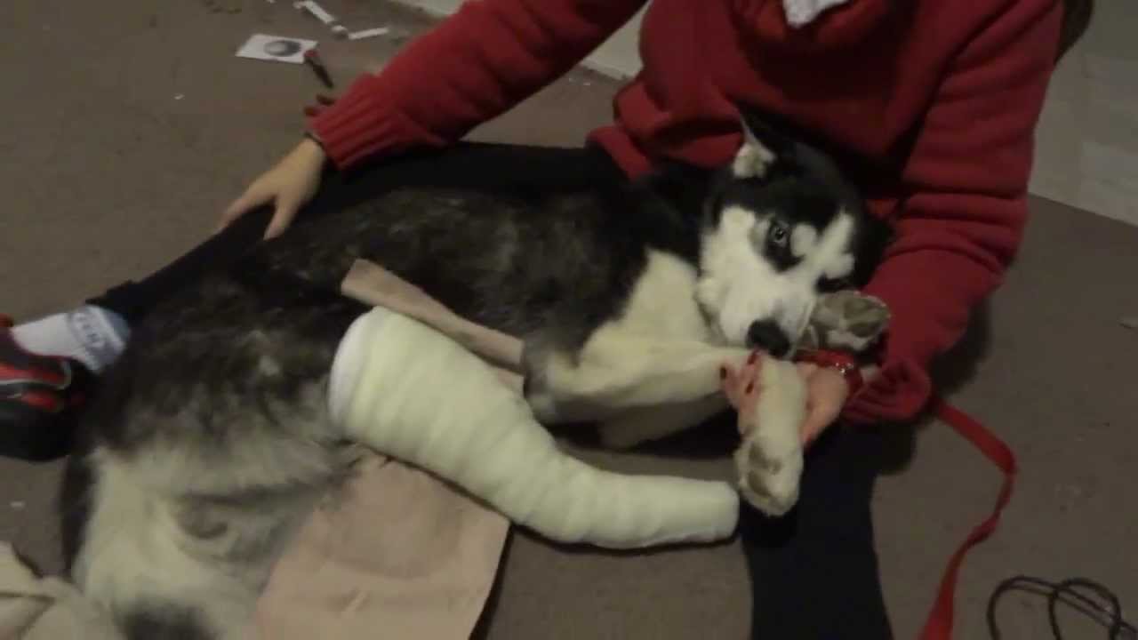 Siberian Husky Puppy With Broken Leg YouTube