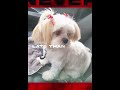 dog #youtube #minecraft #subscribe #youtubeshorts #youtube #dog #edit