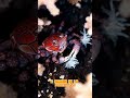 ¡Usa Anemonas Vivas¡ Cangrejo Boxeador #curiosidades #viral #datoscurisos #ciencia