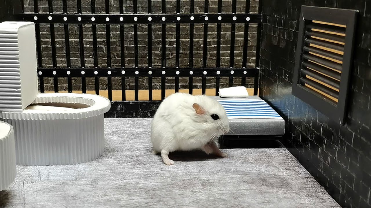 Best Hamster Challenge Creative mazes for hamsters to escape pets in