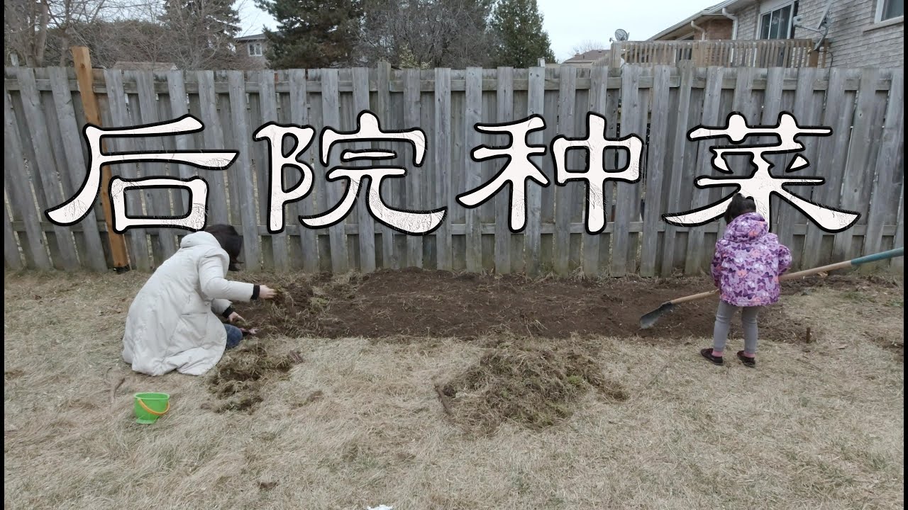 在后院种菜是一种怎样的体验 除草翻土动起来 Youtube