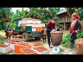 Timelapse Buying 10,000+ Red Rambai Fruits from Highland Villagers to Sell at Market