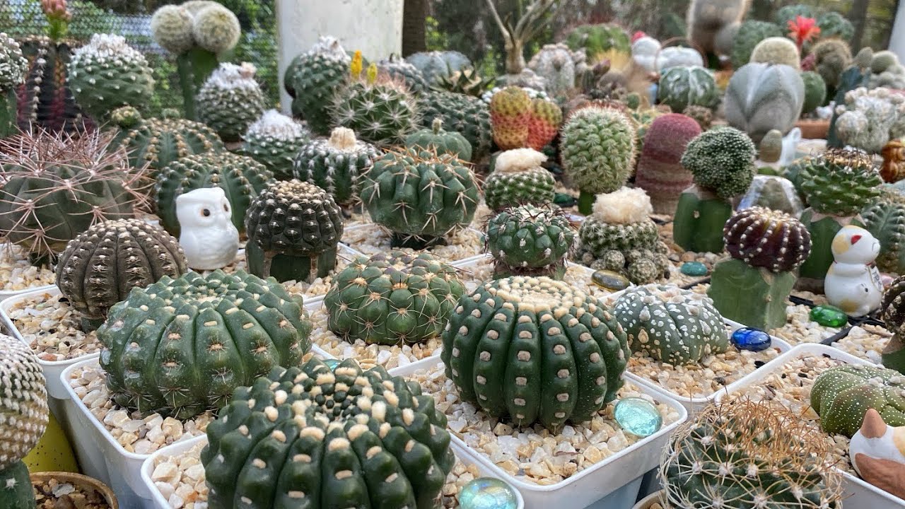 Cactos lindos da coleção que veio do@Cactário Menezes