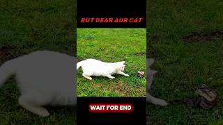 other animals reflection 🤣 but dear aur cat reflection next level 💀