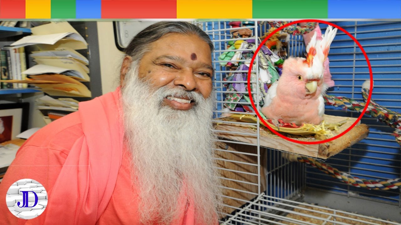 Top 5 Beautifully Crowned Birds | Part 2