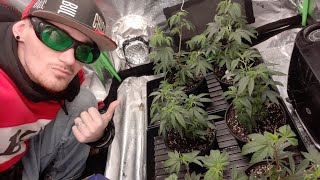 [UPDATE] End of week 3 of veg cycle for Pineapple Express & Thug Roze clones!!