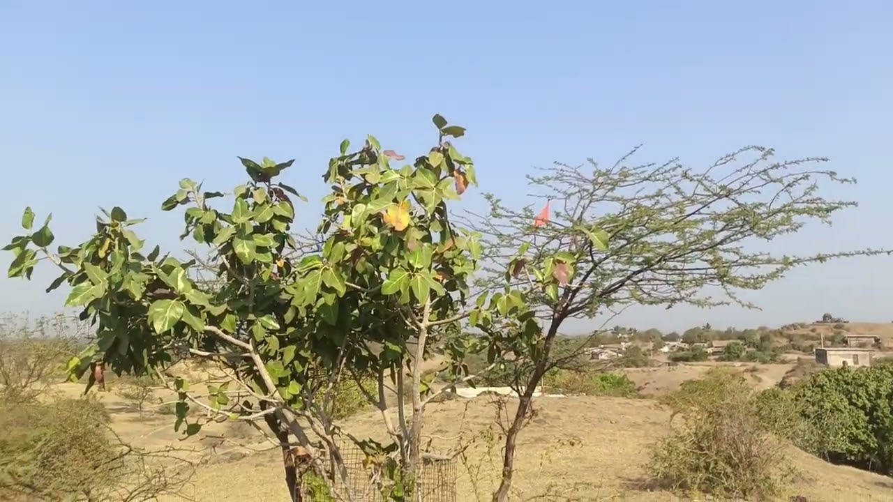 કેદારનાથ,મહાદેવ