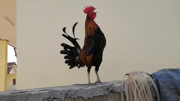 เสียงไก่ต่อ ไก่ป่า สุดยอดเสียงเข้าเร็ว100% # Qaib dib zoo nkauj # ไก่ต่อสวย Tiếng gà gãy