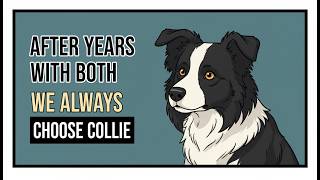 Border Collie vs Australian Shepherd — Why We Always Pick the Collie