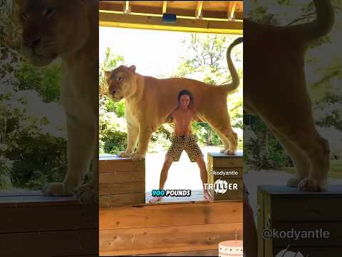 Ligers Are Massive But Why