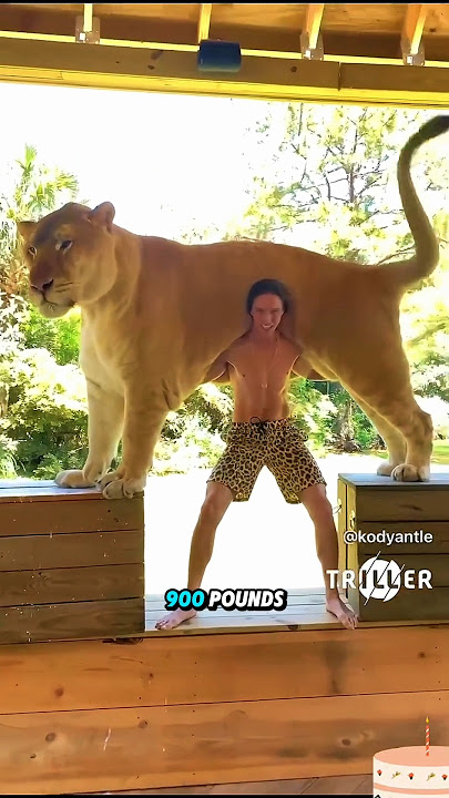 Ligers Are Massive, But Why?