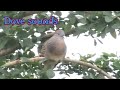 Mourning dove call sounds @vuthyCH