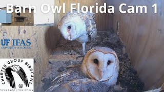 LIVE Barn Owl Florida Cam 1| The Charter Group of Wildlife Ecology| University of Florida