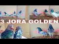 3 jora golden kabootar for sale full top quality pyor golden kabotar all india delivery h