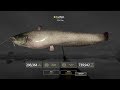 Russian Fishing 4 - Monster Trophy Catfish 179kg at Akhtuba