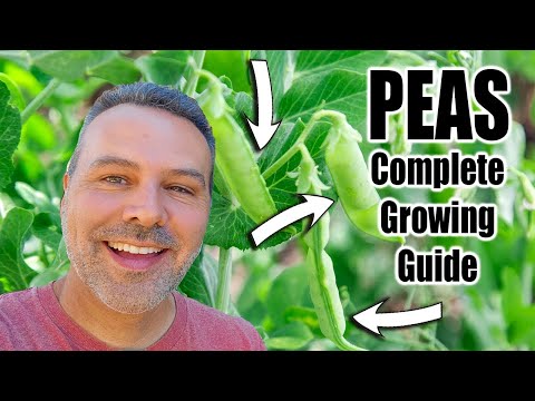 How to Grow Peas - Complete Growing Guide
