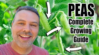How To Grow Peas - Complete Growing Guide