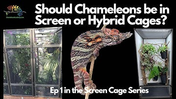 Screen or Hybrid Cages for Chameleons?