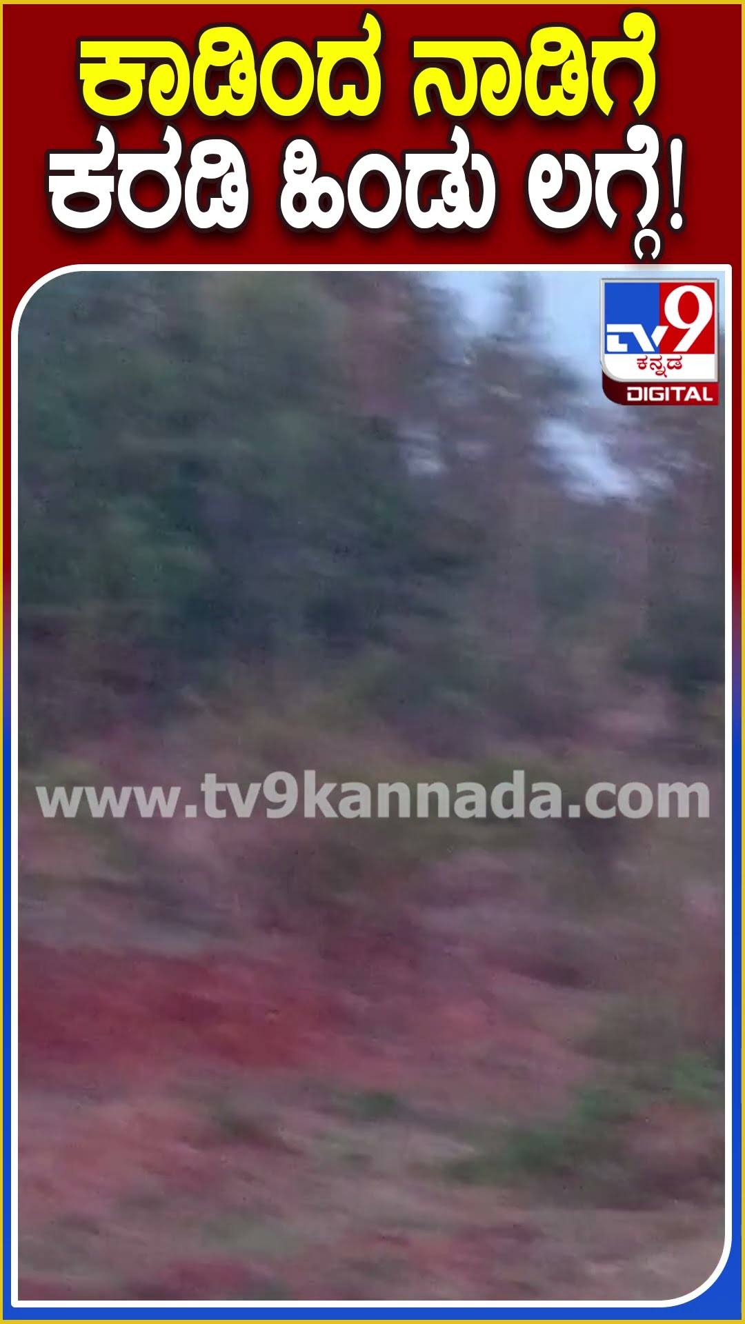 ಕಾಡಿಂದ ನಾಡಿಗೆ ಕರಡಿ ಹಿಂಡು ಲಗ್ಗೆ! #Bear #Tv9D