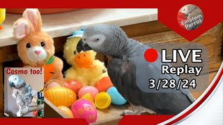 Einstein Parrot FB Live Replay 3/28/24