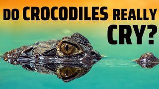 Are Crocodile Tears Real? Crocodile Myths Around the World by Paws&Claws 380 views 1 year ago 4 minutes, 26 seconds