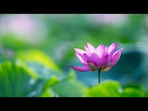 Lotus Lake ➤ 4K, Relaxing Music for Sleep, Yoga, Study