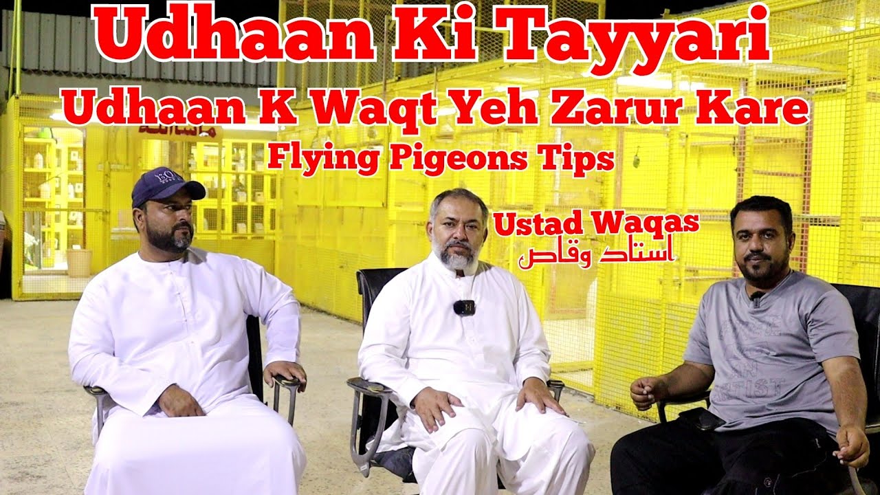 Udhaan Ki Tayyari|Ustad Waqas|Udhaan K Waqt Yeh Zarur Kare|Pigeons Flying Tips|Discussion|Info|Tips