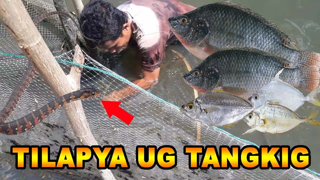 BIG TILAPIA CATCH WILD TILAPIA FISH HUNTING YouTube