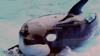[Let Her Go] -Complete Favorite Female Killer Whale Mep-