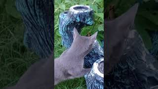 Tom Cat jumped in the bird bath today. by Chasing Daydream 3 views 8 months ago 2 minutes, 9 seconds