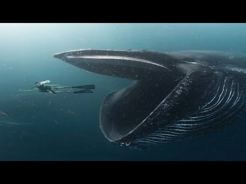 Βίντεο: Μια φάλαινα παραβιάζει ή σκάει;