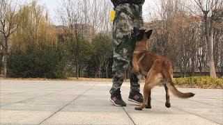 Day 9 Three Leg Walk Trick Training | Belgian Malinois dog by WoofMeow 1,352 views 11 months ago 1 minute, 5 seconds