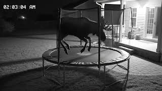 🦌 Moose Goes Bouncing at 2AM on Security Cam!
