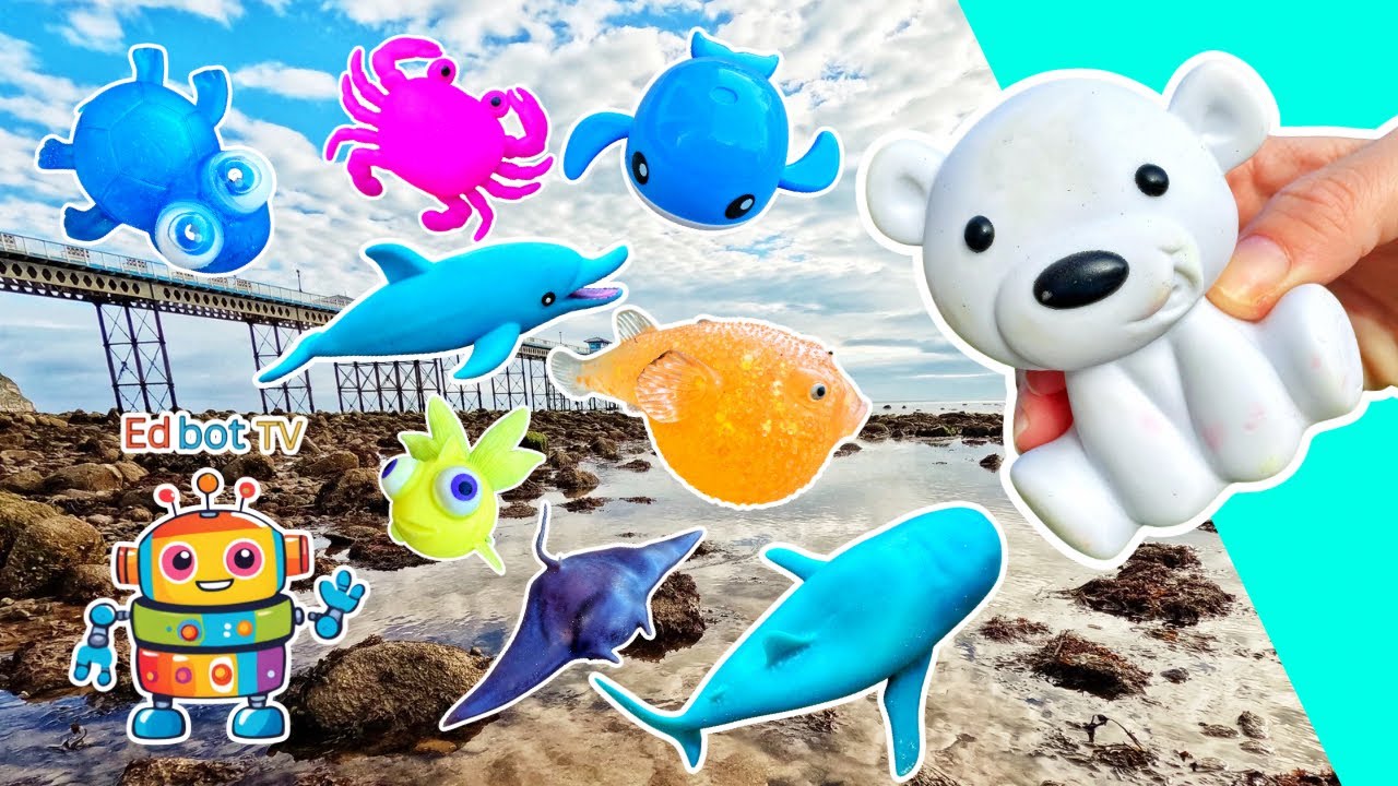 Kids Learn | Sea Animal Names at the Rock Pool: Seal Manta Ray Turtle Shark Horseshoe Crab
