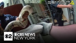 Video shows police officer capture boa constrictor on Upper West Side
