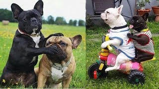 Funny and Cute French Bulldog Puppies Compilation #4  Cutest French Bulldog