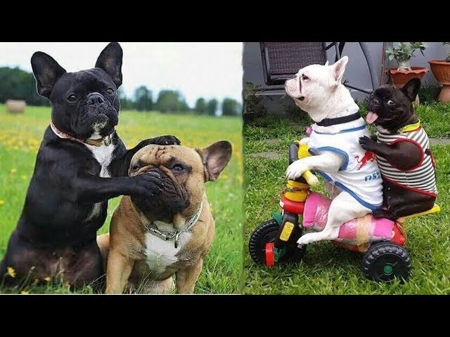 Funny and Cute French Bulldog Puppies Compilation #4 - Cutest French Bulldog class=