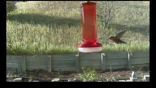 A days worth of hummingbirds, with a brief cameo by a lizard...
Today, my Raspberry Pi + Camera recorded 600Mb (about 16 minutes) of video of my humming bird feeder. If you look carefully around 5:35 in, youll see a small lizard start from the top of the fence post on screen left, and run down the post into the garden bed. Video was captured live from the Pi, bitrate is about 5Mbit, 1280x720x25 fps. A days worth of hummingbirds, with a brief cameo by a lizard...
