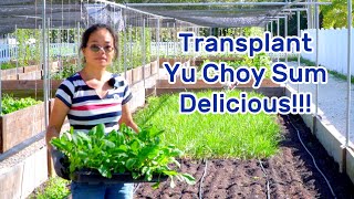 EP 11 You don't know how delicious this vegetable is, we just transplanted a bunch, love it!