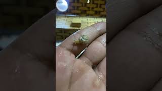 Tiny Garden Snail Crawling on My Hand 🐌 Nature Close-Up #snail #gardensnail #tinysnail #pet #shorts