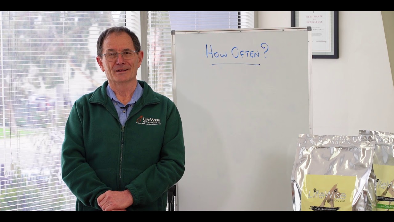 How often should you feed your Dog? - YouTube